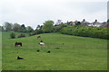 Horses on the edge of Alnwick