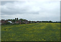 Oilseed rape crop near Cherry Willingham