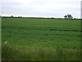 Farmland, Owersby Moor