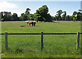 SE8575 : Animals grazing near Scampston village by Pauline E