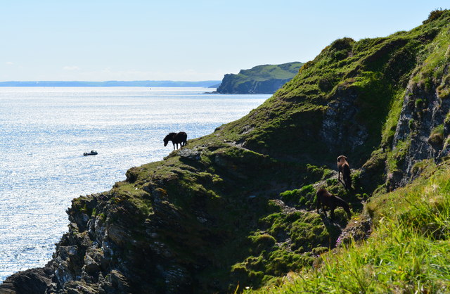 Ponies grazing on cliff near Lansallos, Cornwall