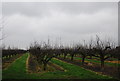 Orchard, New Farm