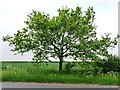 Solitary tree, north side of Baulker Lane