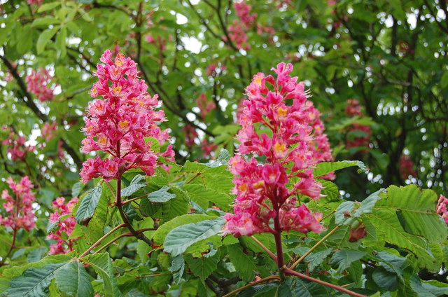 Red Chestnut Tree flowers, Wrestwood Road