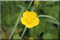 SK9722 : Buttercup on Overgate Road by J.Hannan-Briggs