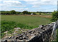 Field at the southern edge of Markham