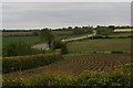 Emerging crops by the junction of the B1429 and the A15