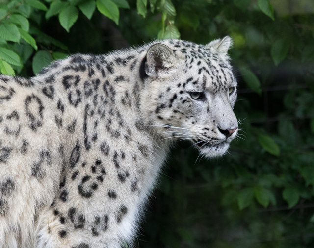 Snow Leopard at Paradise Wildlife Park,... © Christine Matthews cc-by ...