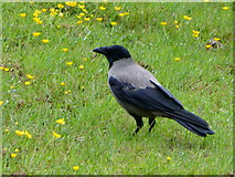 H4672 : Hooded crow, Omagh by Kenneth  Allen
