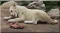 White Lion Cub at Paradise Wildlife Park, Hertfordshire