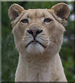 White Lioness at Paradise Wildlife Park, Hertfordshire