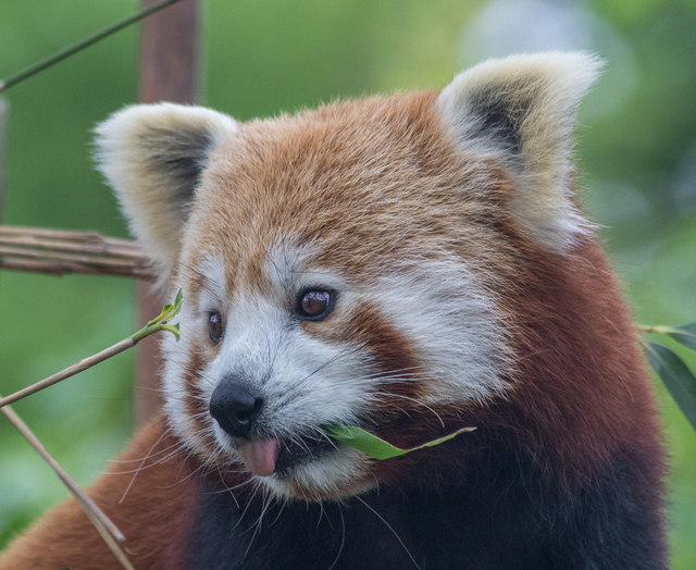 Red Panda at Paradise Wildlife Park,... © Christine Matthews :: Geograph Britain and Ireland