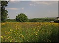 Meadow, Tamar Park