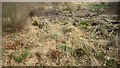 Floor, Innerpeffray Wood