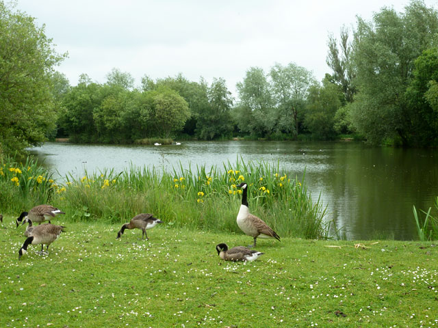 Fishing lake near Birds Green © Robin Webster cc-by-sa/2.0 :: Geograph ...