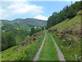 Track heading down beside the trees