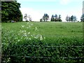 A green field, Formil