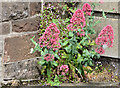 Valerian and toadflax, Newtownards