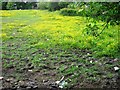 Buttercup meadow, off Vista Road