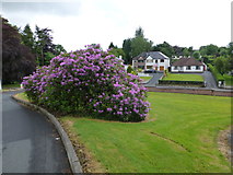 H4672 : Rhododendron, Tyrone County Hospital Grounds by Kenneth  Allen