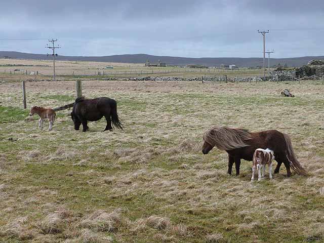 Shetland ponies at Buddigarth