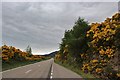 NH1787 : A835 passes through whin in full bloom by Alan Reid