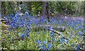 Bluebells in Wood Close Plantation