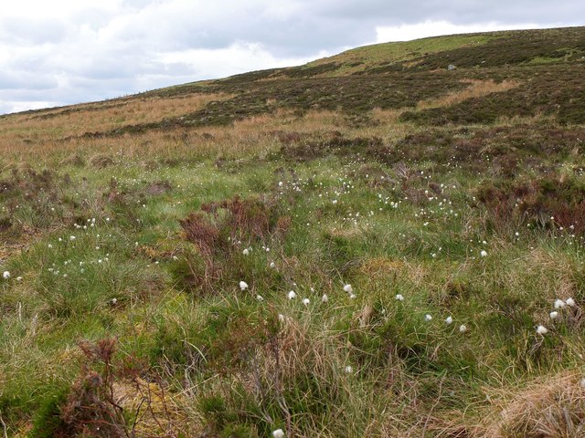 Cotton grass on Peat Hill