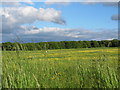 Latton Common, Harlow