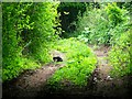 Resting cat, White