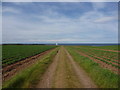 NT7276 : East Lothian Landscape : To The Lighthouse by Richard West
