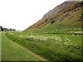 NT2673 : Flowers in Holyrood Park by Paul Gillett