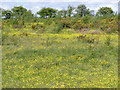 Wildflower colours on waste land