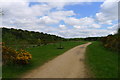 Cycle Route 6 through Boundary Wood