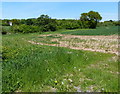 Fields along Ingleberry Road