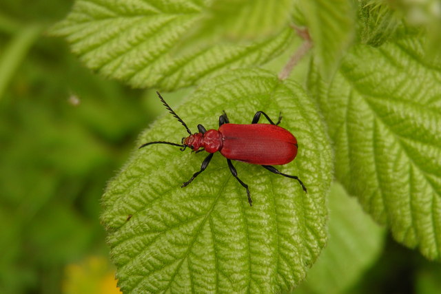 Cardinal beetle in Finches Nature Reserve, Canewdon