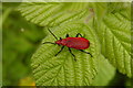 Cardinal beetle in Finches Nature Reserve, Canewdon