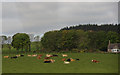 Cattle in a field at Glasslaw, near Stonehaven