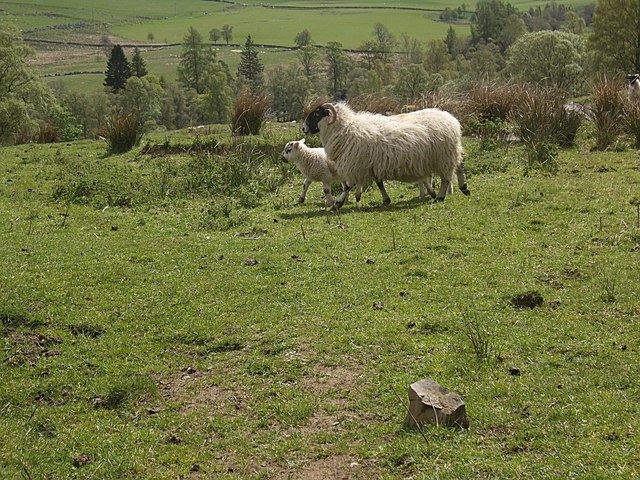 Sheep in Glen Shee