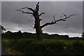 ST4964 : North Somerset : Dead Tree by Lewis Clarke