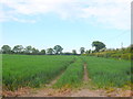 Wheat Field