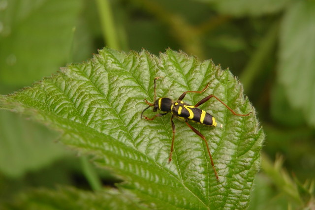 Wasp beetle clytus arietis in Finches Nature Reserve Canewdon