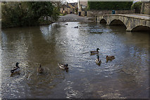 SP1620 : Ducks at Ford over River Windrush, Bourton-on-the-Water, Gloucestershire by Christine Matthews