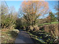 Snowdrops, Compton Valence