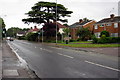 Distinctive tree on Heath Road