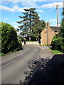 Tall tree on Wingrave Road