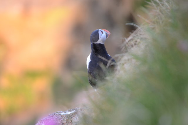 Puffin at the Bullers of Buchan