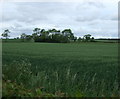 Farmland off Gainsborough Road