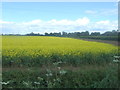 Oilseed rape crop off Outgang Lane