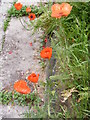 TM3569 : Poppies off The Causeway by Geographer